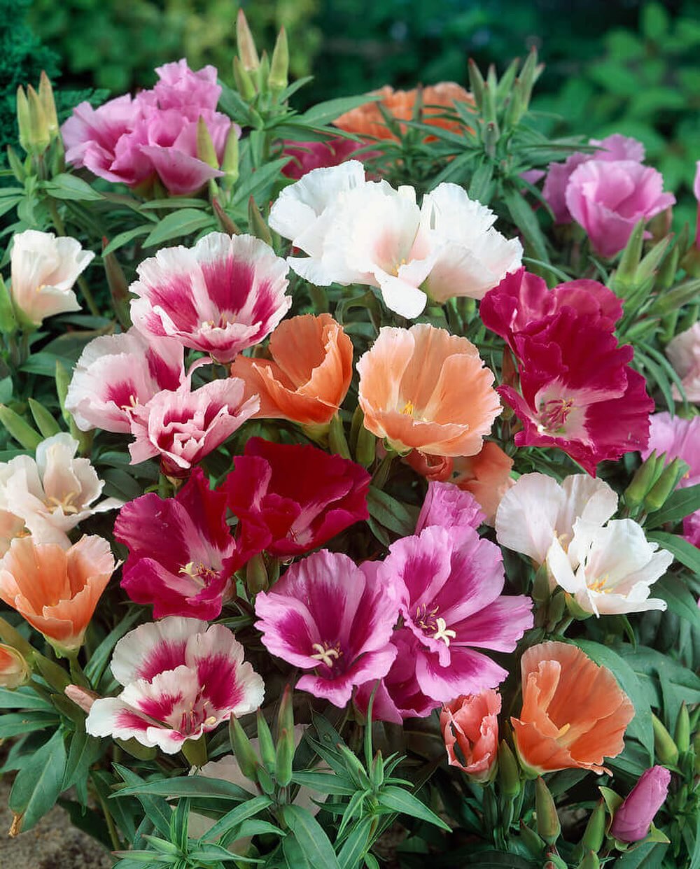 Soft, silky petals in the most romantic shades…

Godetia Azalea Flowered Mix brings that effortless, garden-fresh elegance — delicate in appearance, yet generous in bloom.

🌸 Seeds now available
Perfect for borders, beds and light, airy bouquets.