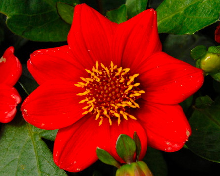 Dahlia – Topmix Reddy - Lowensvlei Flower Farm