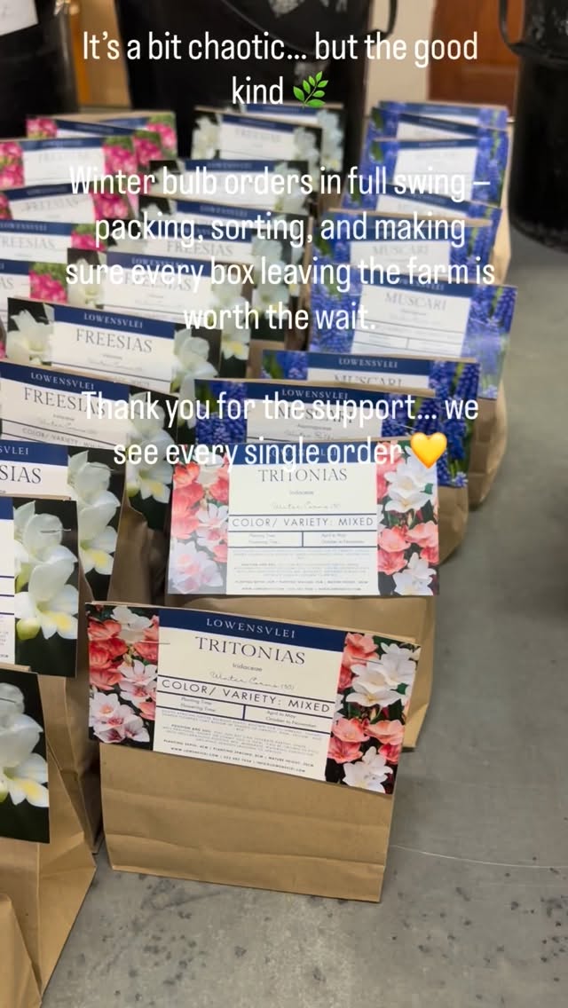 It’s a bit chaotic… but the good kind 🌿

Winter bulb orders in full swing — packing, sorting, and making sure every box leaving the farm is worth the wait.

Thank you for the support… we see every single order 💛