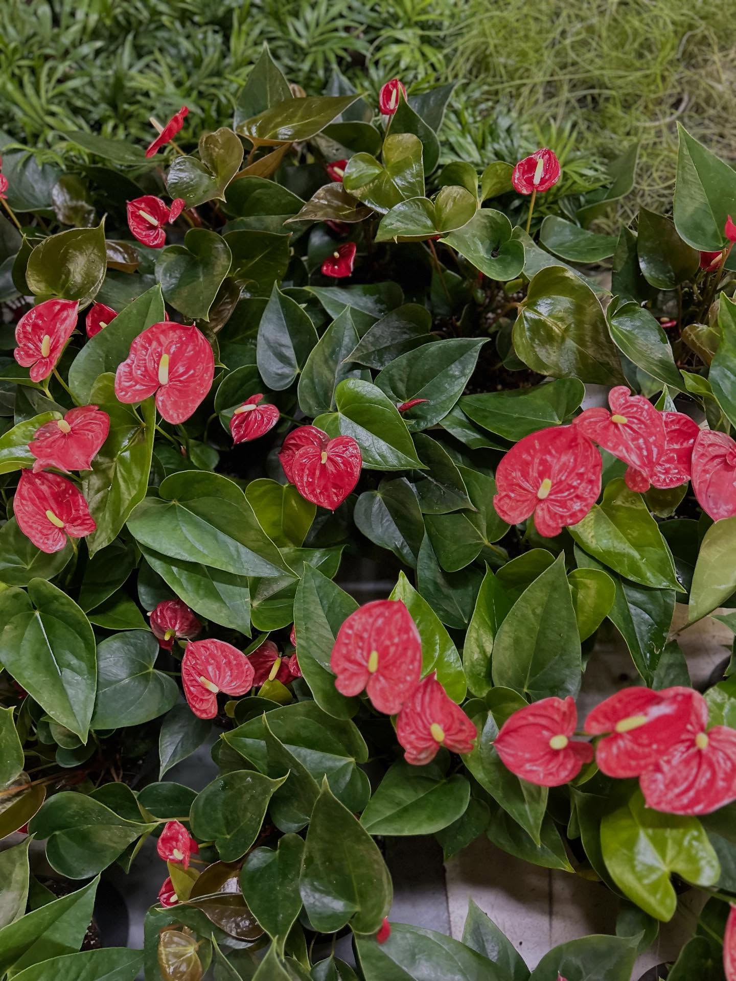 Getting Valentine’s-ready with our Anthurium pot plants ❤️🌿
Glossy leaves, heart-shaped blooms, and that “wow” pop of colour that lasts way longer than a bouquet. We’re prepping the prettiest pots for gifting (or keeping 😉). Limited stock — DM to reserve.

#Anthurium #ValentinesDayGift #PlantGift #IndoorPlantsSA #Houseplants PlantLovers CapeTownPlants SouthAfricaPlants GiftIdeas PlantShop LowensvleiFlowerFarm